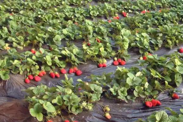 好吃的草莓有哪些品种,硕丰草莓、明晶草莓、春旭草莓等品种的口感较好