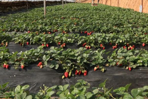 好吃的草莓有哪些品种,硕丰草莓、明晶草莓、春旭草莓等品种的口感较好