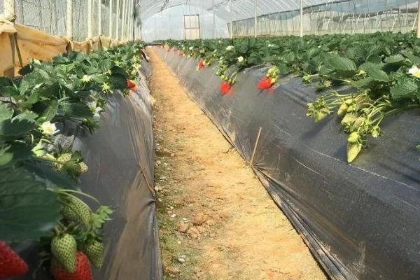 好吃的草莓有哪些品种,硕丰草莓、明晶草莓、春旭草莓等品种的口感较好