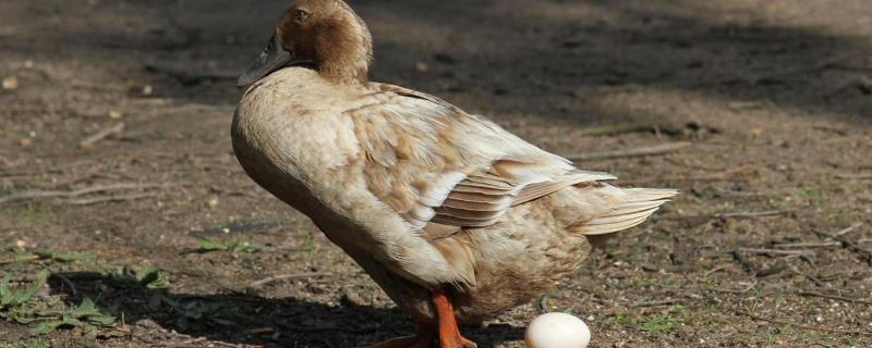 鸭子下蛋前的表现