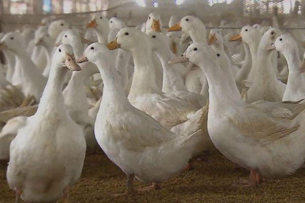 鸭子下蛋前的表现,可能会出现焦躁不安的情况