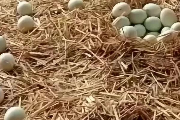 鸭子下蛋前的表现,可能会出现焦躁不安的情况