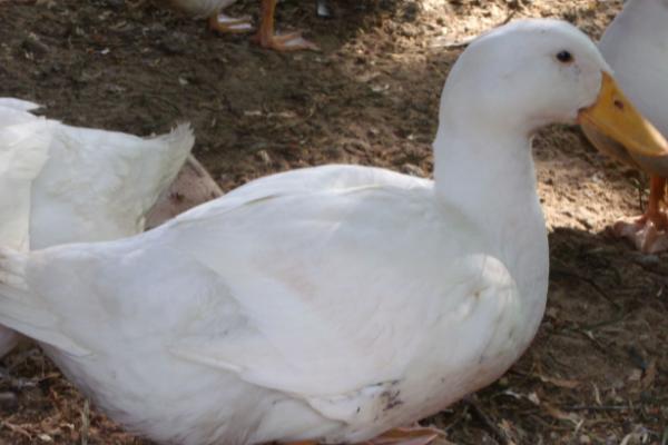 鸭子下蛋前的表现,可能会出现焦躁不安的情况