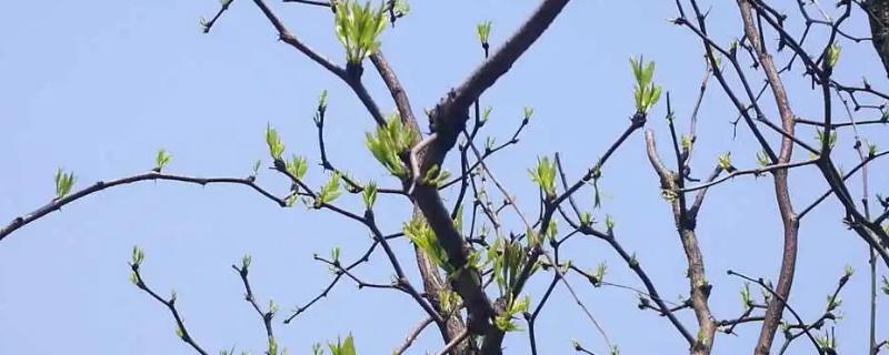 枣树的发芽时间