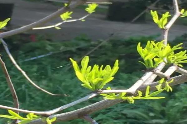 枣树的发芽时间，通常为4月份中下旬