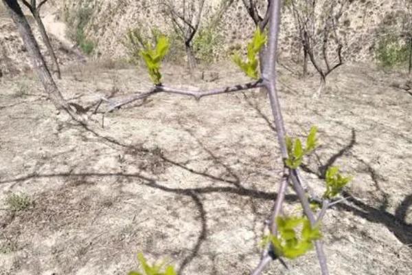 枣树的发芽时间，通常为4月份中下旬