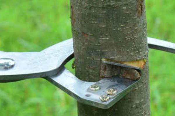 枣树的发芽时间，通常为4月份中下旬