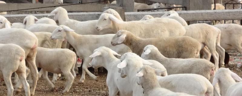 瘦弱羊怎么快速喂胖
