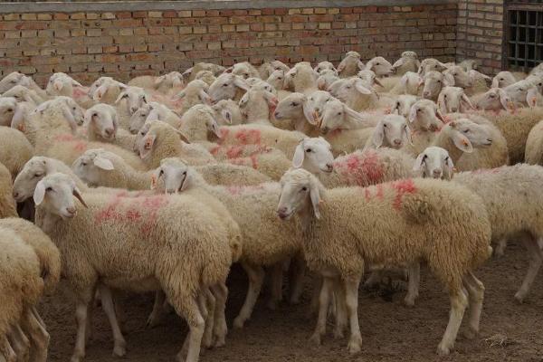 瘦弱羊怎么快速喂胖,可喂食多汁饲料及青贮饲料