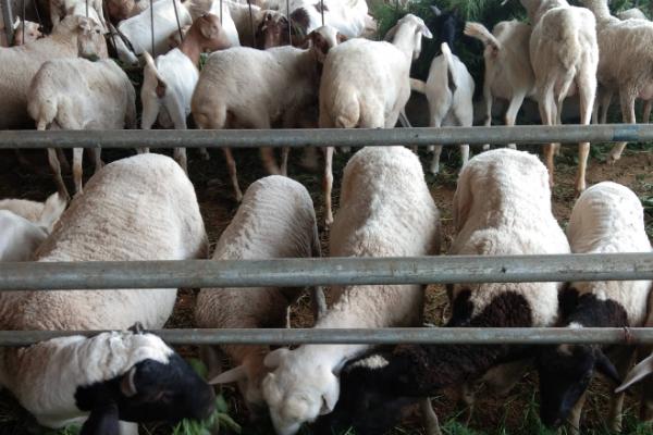 瘦弱羊怎么快速喂胖,可喂食多汁饲料及青贮饲料