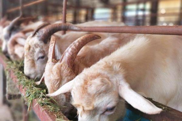 瘦弱羊怎么快速喂胖,可喂食多汁饲料及青贮饲料