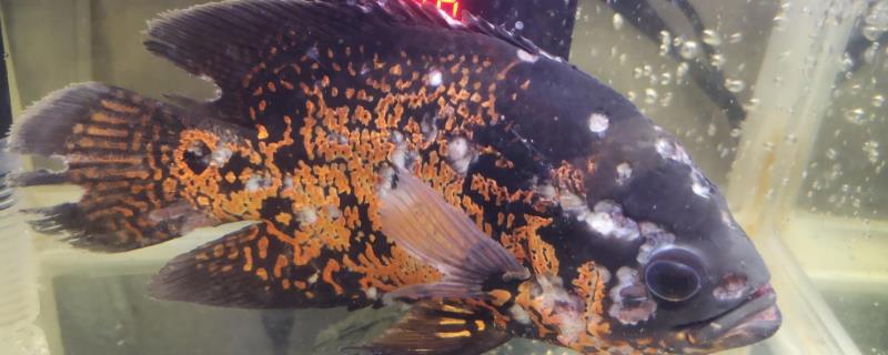 地图鱼身上白斑溃烂的原因