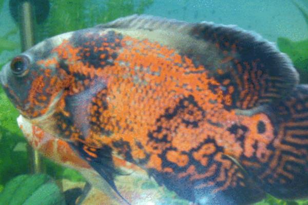 地图鱼身上白斑溃烂的原因,环境、水质不好或密度过大均会导致