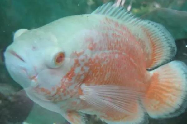地图鱼身上白斑溃烂的原因,环境、水质不好或密度过大均会导致