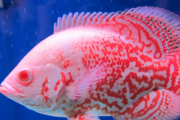 地图鱼身上白斑溃烂的原因,环境、水质不好或密度过大均会导致