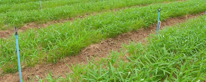 空心菜根腐病症状