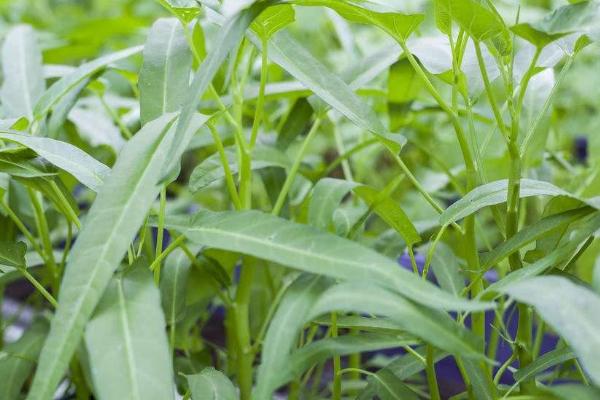 空心菜根腐病症状,根部表皮变为湿腐状、病部会出现霉状物