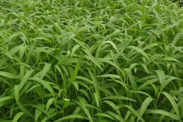 空心菜根腐病症状,根部表皮变为湿腐状、病部会出现霉状物