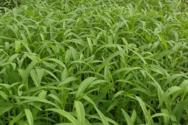 空心菜根腐病症状,根部表皮变为湿腐状、病部会出现霉状物