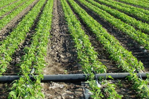 欧科豆99号大豆品种简介，8月中旬及时防治大豆食心虫