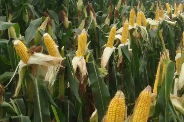 F655玉米种子介绍,在适应区5月5日左右播种