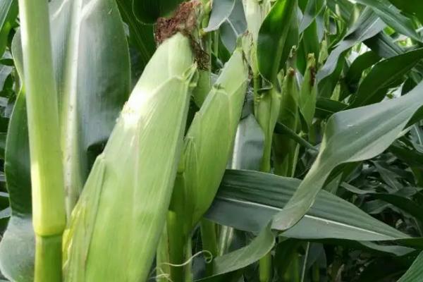 F655玉米种子介绍,在适应区5月5日左右播种