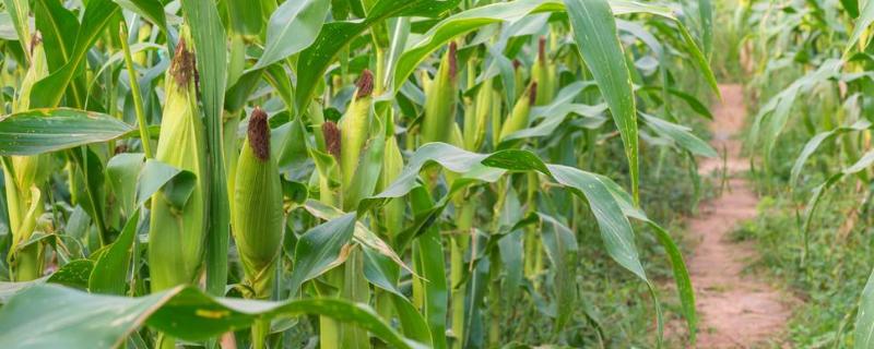 鑫满仓616玉米品种的特性