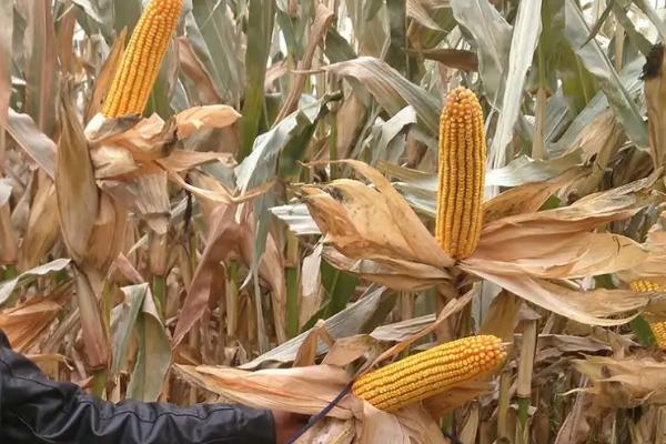 鑫满仓616玉米品种的特性,普通玉米品种