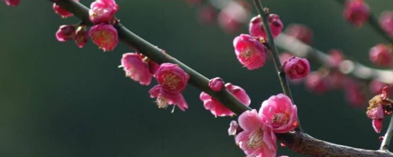 梅花常见害虫怎么防治