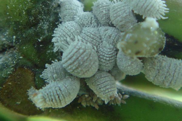 梅花常见害虫怎么防治，梅毛虫可用杀螟松喷雾防治