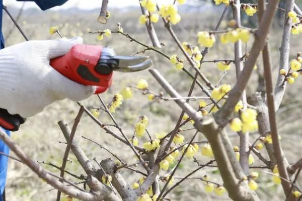 梅花常见害虫怎么防治，梅毛虫可用杀螟松喷雾防治