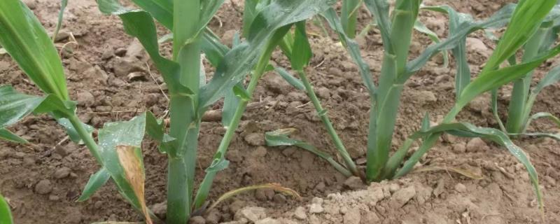 龙单242玉米种简介