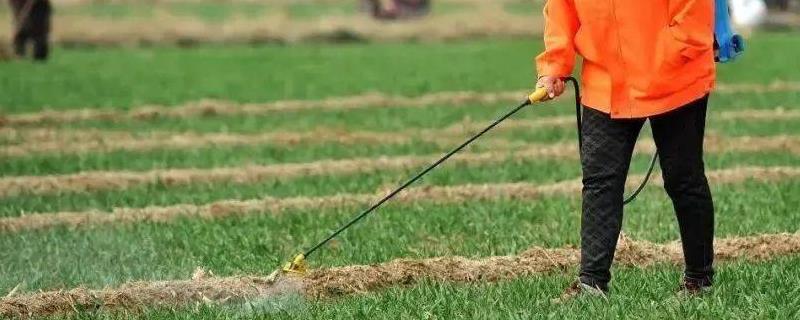 麦田春季除草要点