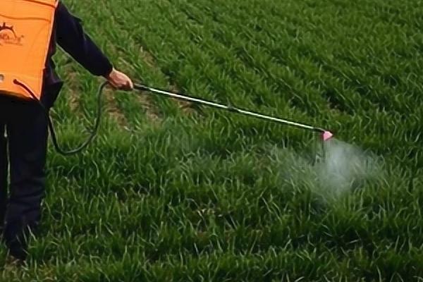 麦田春季除草要点，药液需二次稀释、不可重喷漏喷