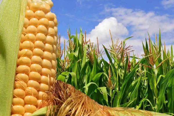 M56玉米种子特点，该品种幼苗期第一叶鞘紫色