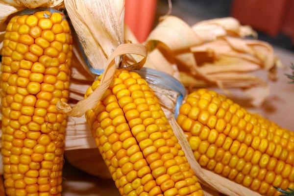 安育312玉米品种的特性,选择中等以上肥力地块