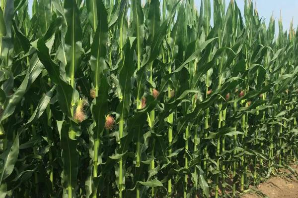 绥花糯2019玉米品种的特性,该品种幼苗期第一叶鞘紫色