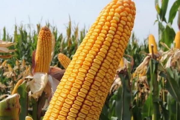 东丰8号玉米品种的特性,在适应区5月5日左右播种