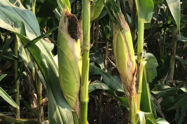 嫩单38玉米种子简介，选择中上等肥力地块