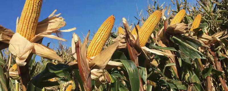 高歌6号玉米种子介绍