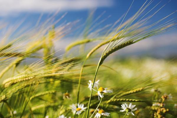 克春18z762小麦种子介绍，出苗至成熟生育日数87天左右