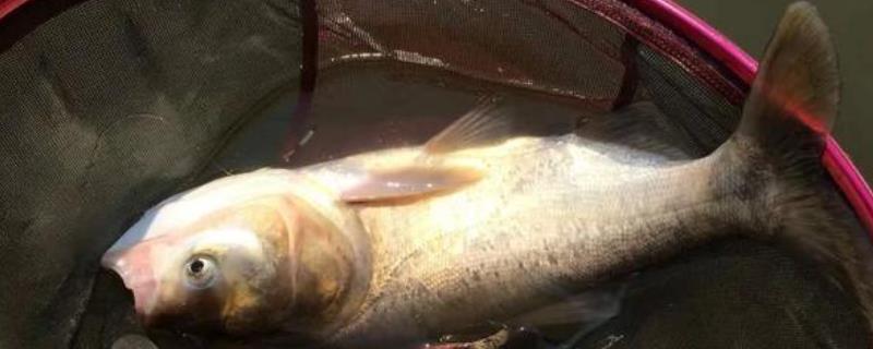 冬天钓鲢鳙钓多深的水