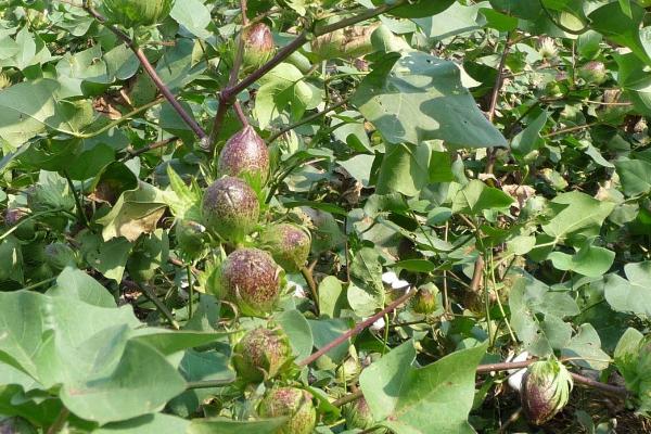 棉花的种植密度要考虑什么，实际密度取决于土壤肥力、棉花品种等因素