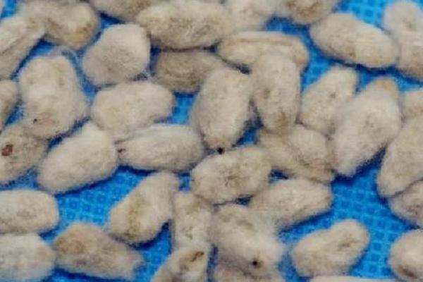 棉花的种植密度要考虑什么，实际密度取决于土壤肥力、棉花品种等因素
