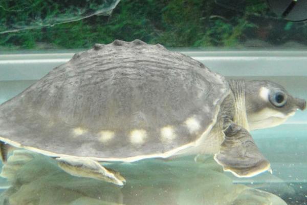 猪鼻龟可以一直在水里吗，除了产卵以外可以一直生活在水中