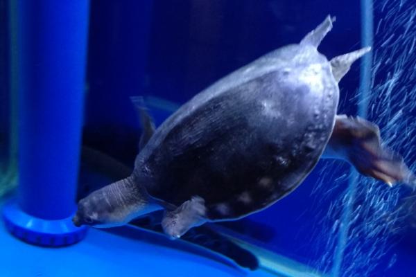 猪鼻龟可以一直在水里吗，除了产卵以外可以一直生活在水中