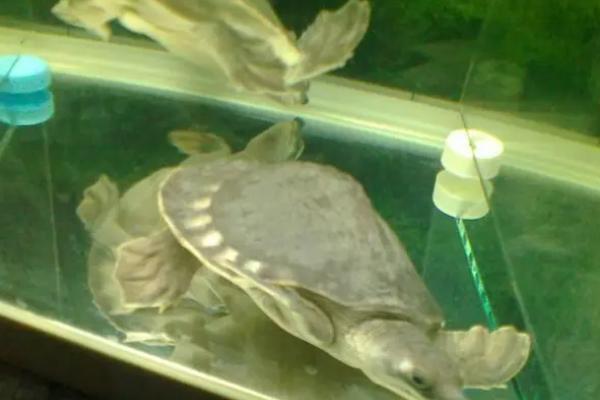 猪鼻龟可以一直在水里吗，除了产卵以外可以一直生活在水中