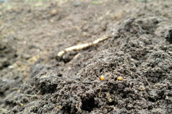 蚯蚓粪的价格，一吨需要360-400元左右