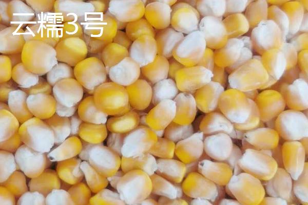 种植黑玉米和糯玉米的要点，播种前要用多菌灵溶液浸泡7-8小时