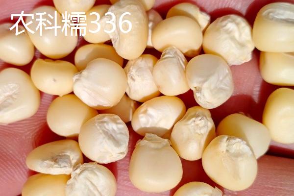 种植黑玉米和糯玉米的要点，播种前要用多菌灵溶液浸泡7-8小时
